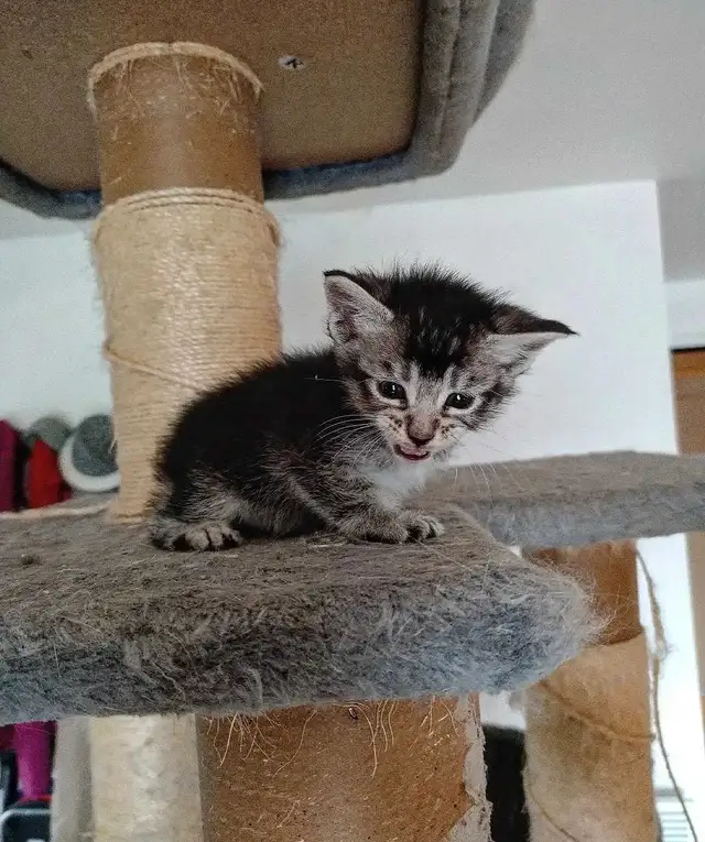 Chaton Highland Lynx desert in Cats & Kittens for Rehoming in Sherbrooke - Image 9