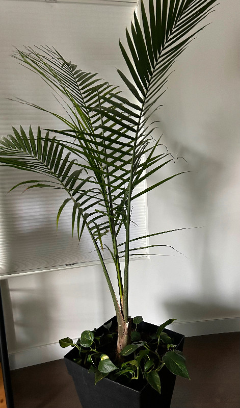2-6’ palm trees for sale in Plants, Fertilizer & Soil in Winnipeg - Image 2