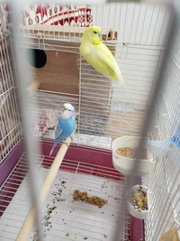 Helicopter budgie 
