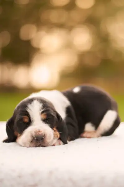 Beautiful Basset Hound Puppies ready to go in 7 weeks. . Please message for more details. Happy to s...