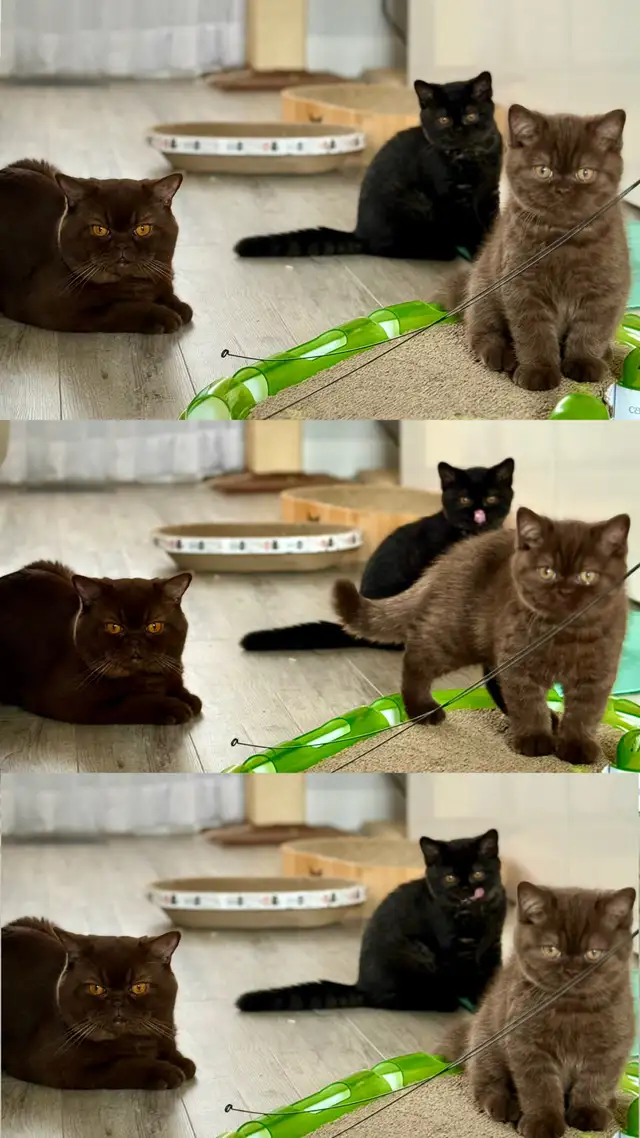 British shorthair TICA  Purebred  kittens in Cats & Kittens for Rehoming in Oakville / Halton Region - Image 7