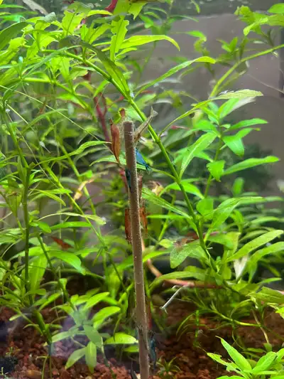 shrimp cleaning crew and starter pack, View more