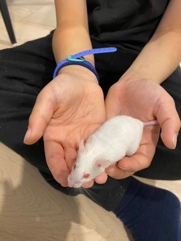 Souris blanche à donner Petits animaux à adopter Longueuil/Rive Sud