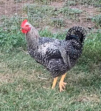rooster barred rock x , View more