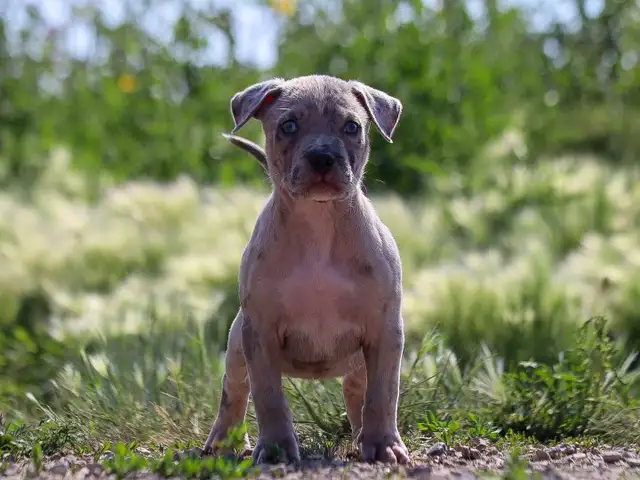 American Bulldog Puppies XL in Dogs & Puppies for Rehoming in Winnipeg - Image 7