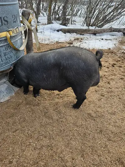 pig Long black, View more