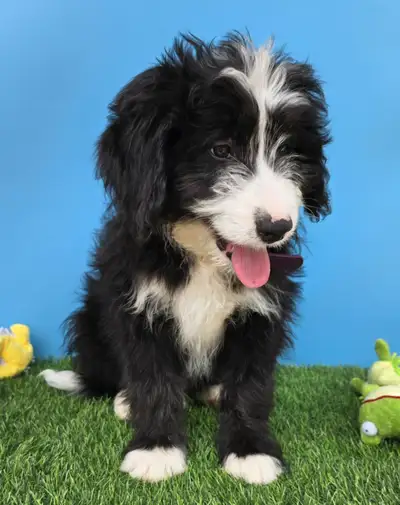 Bernedoodle puppies ready to go, View more