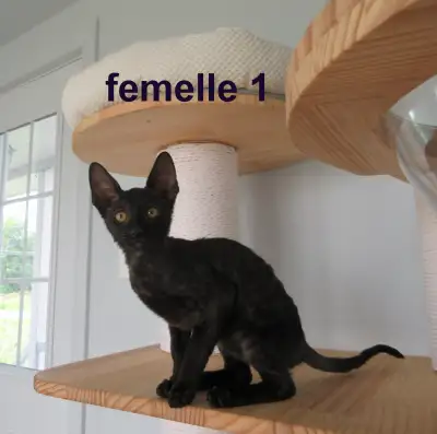 Chaton Rex cornish pur race de haute qualité DISPONIBLE le mâle no 3 né le 08 mars 2025 prêt a parti...