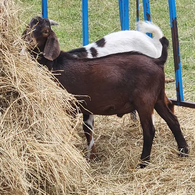  20 Purebred Boer Bucklings – 4 Months Old – $350 Each in Livestock in Oshawa / Durham Region - Image 5