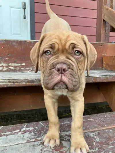 Puppies Dogue de Bordeaux/ French Mastiff, View more