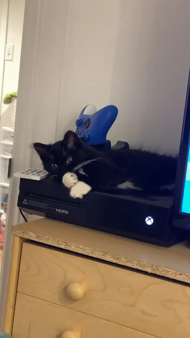 Chaton noir et blanc in Cats & Kittens for Rehoming in Saint-Hyacinthe - Image 7