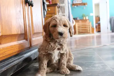 Beautiful Goldendoodle Puppies!, View more