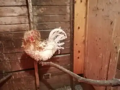 coq padoue frisé à vendre Il a environ 9 mois