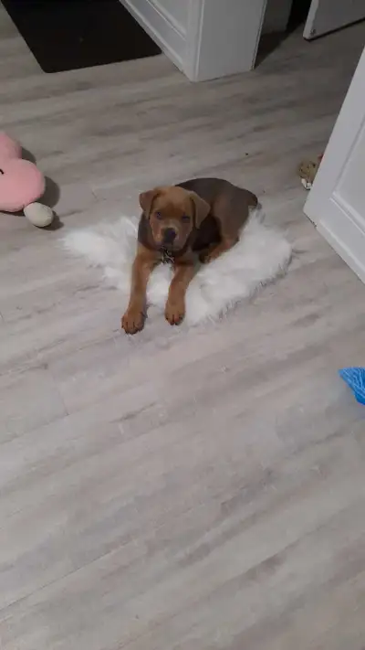 9 weeks pure breed cane corso puppy for rehoming. I am going back to my country so i want to find a...