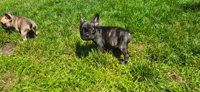 Chiots bouledogue français in Dogs & Puppies for Rehoming in Longueuil / South Shore - Image 6