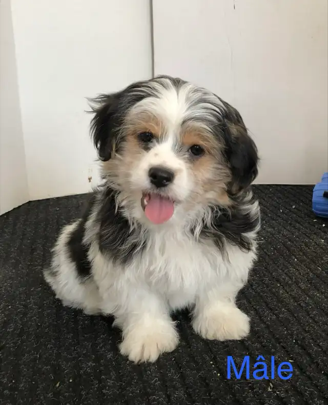 Morkies tricolores au pelage fourni ! in Dogs & Puppies for Rehoming in Victoriaville - Image 2