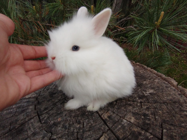 EXTRAORDINAIRE bébés lapin nain néerlandais, tête de lion* bunny in Small Animals for Rehoming in City of Montréal