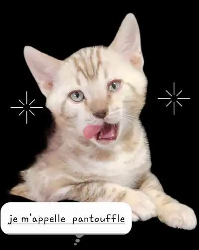 Superbe chaton bengal de 4 mois le dernier d'une porté de 6 en super bonne santé non vacciné Parent...