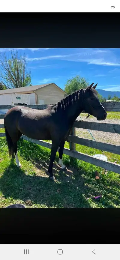 4 year old pony gelding, View more