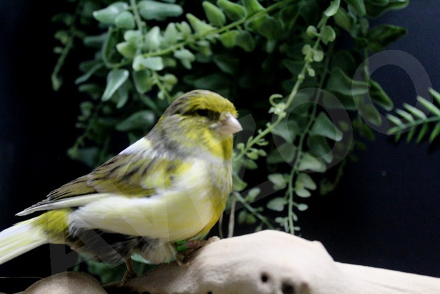 CANARIS GLOSTER M/F DISPONIBLES dans Oiseaux à adopter  à Lanaudière - Image 2