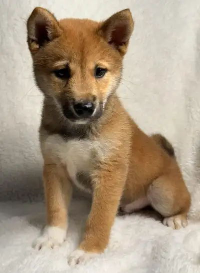 Shiba Inu puppy ( male), View more
