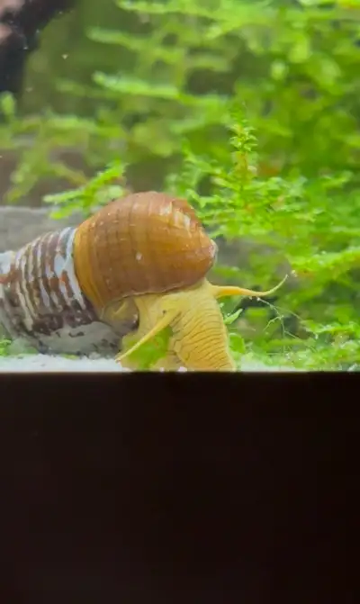 Yellow (poso) Rabbit snails, View more