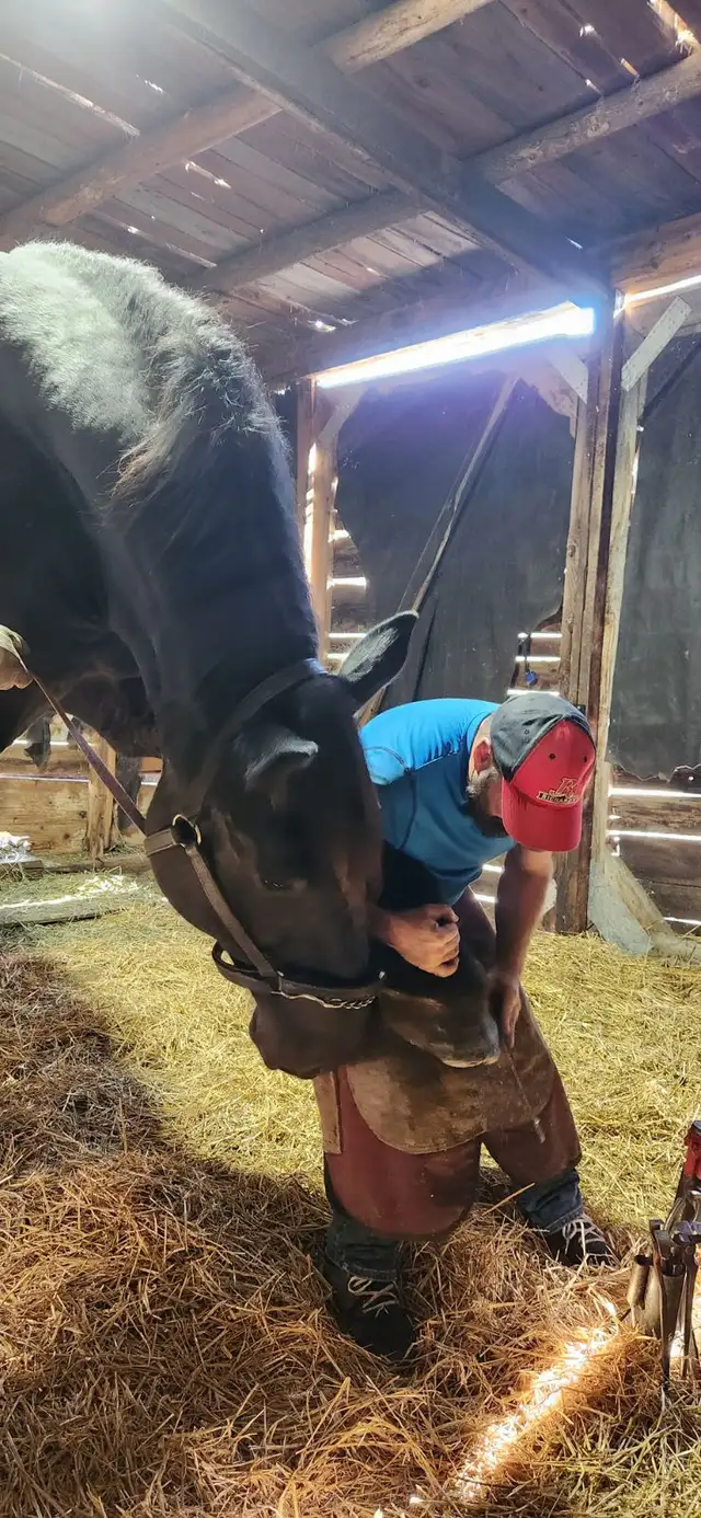 horse farrier trimming and shoeing  in Equestrian & Livestock Accessories in Ottawa - Image 6
