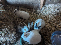Baby Bunnies!! Ready for a good home