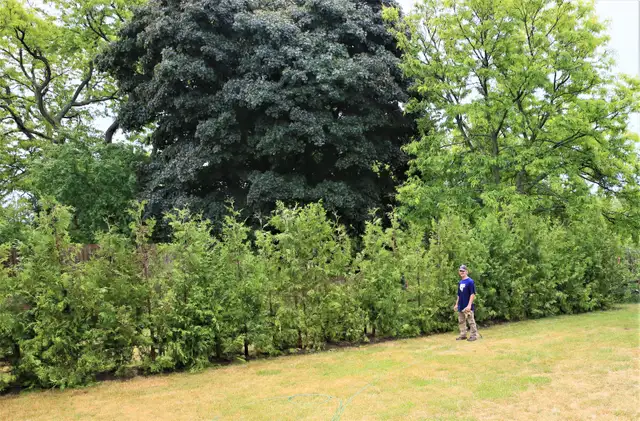 WHITE (SWAMP) CEDAR HEDGE TREES AND EMERALD CEDAR TREES FOR SALE ...