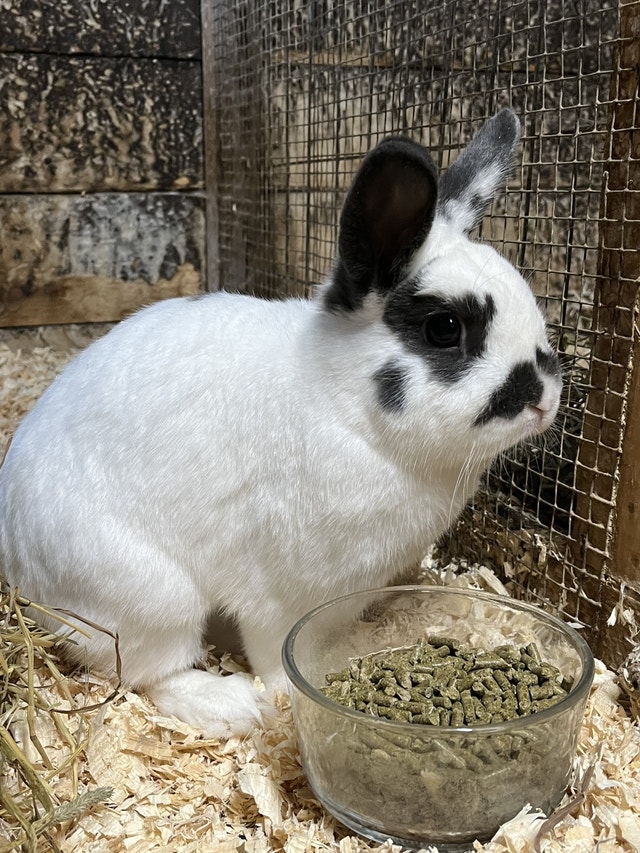 Rabbits looking for new home Small Animals for Rehoming Brantford
