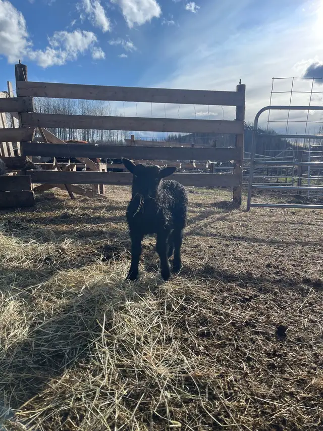 2025 Icelandic ewe lambs  in Livestock in Burns Lake - Image 5