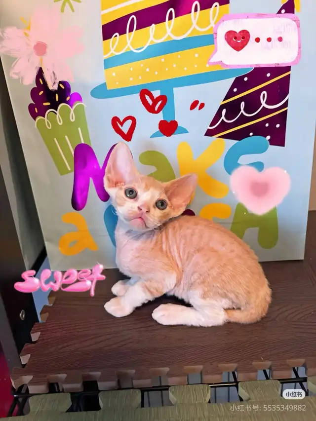 Certified Cattery Devon Rex Kittens For Sale
