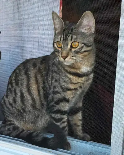 chatons bengal male et femelle British Shorthair , View more
