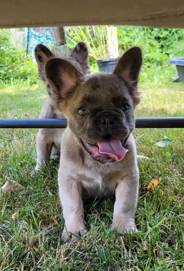 Fluffy French bulldog puppies in Dogs & Puppies for Rehoming in City of Toronto - Image 8