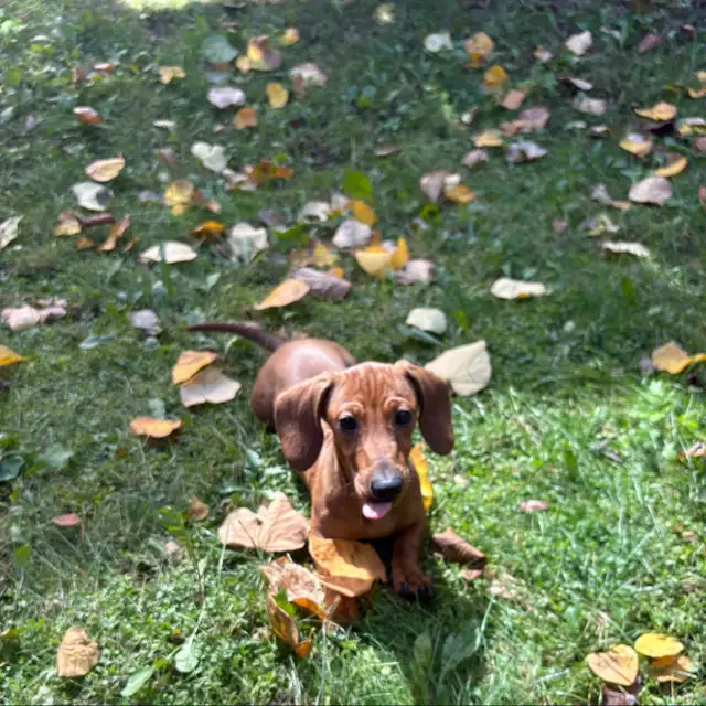 Mini Dachshund Puppies | Dogs & Puppies for Rehoming | Mississauga ...