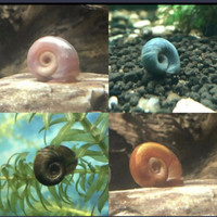 Escargots d’aquarium 
