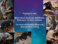 Boxer, Blue Heeler & Black Lab mixed puppies