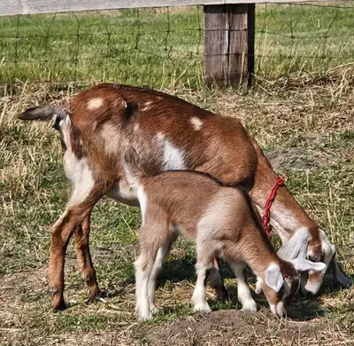 Herd of registered nubian goats in milk, View more