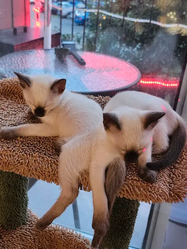 chatons Siamois in Cats & Kittens for Rehoming in Shawinigan - Image 2