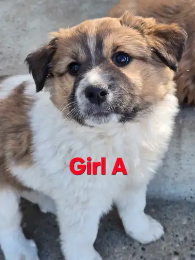 Momma is a sweet Australian Shepherd who lives with horses and cats on a small farm. She is smart an...