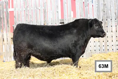 WAVENY ANGUS - Black Angus Bulls, View more