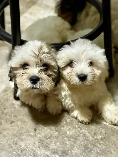 Shitzu x Bichon Puppies , View more