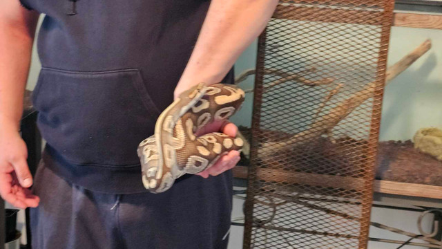 Ball python  in Reptiles & Amphibians for Rehoming in Abbotsford - Image 2