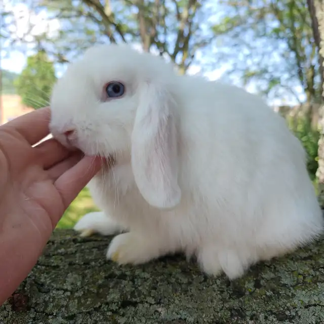 EXTRAORDINARY NETHERLAND DWARF, Mini rex, Holland lop baby bunny in Small Animals for Rehoming in Cape Breton - Image 6