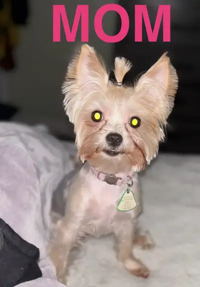 YORKIE FOR SALE, View more