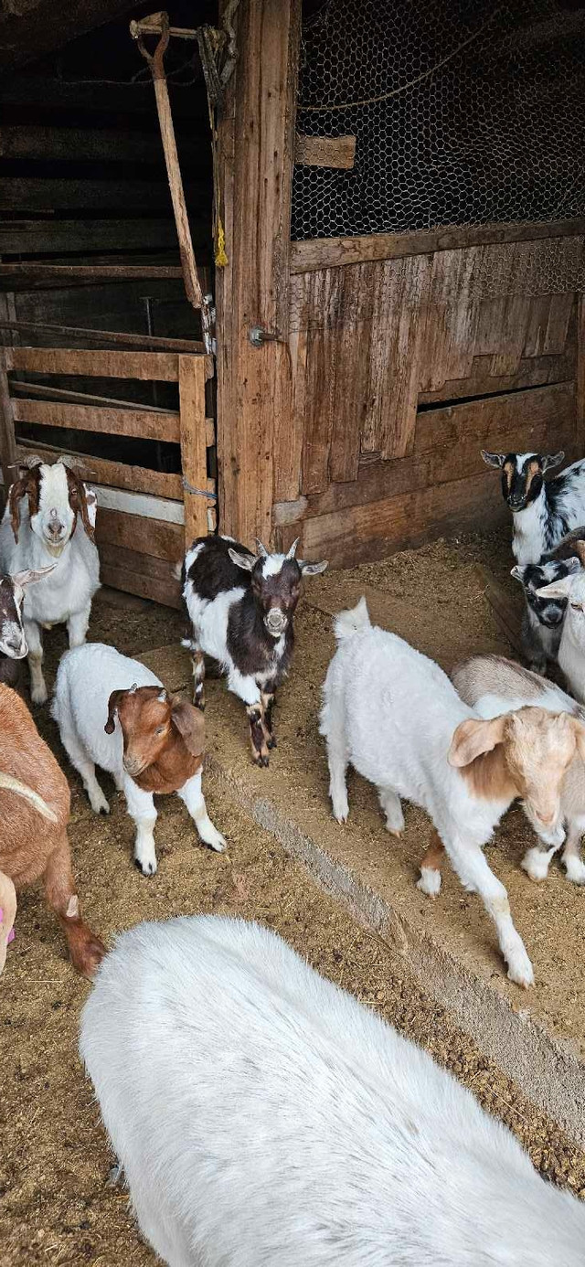 Boer cross goat kids in Livestock in Swift Current - Image 2