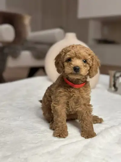 CKC Registered Miniature Poodle Puppies, View more
