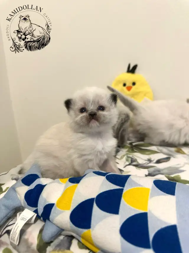 ‏Traditional Ragdoll