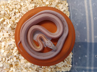 serpent des blés bébé