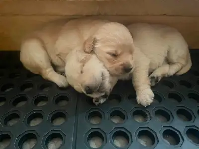 We have 11 beautiful babies looking for forever homes! Born on May 9th, they will be ready to go on...